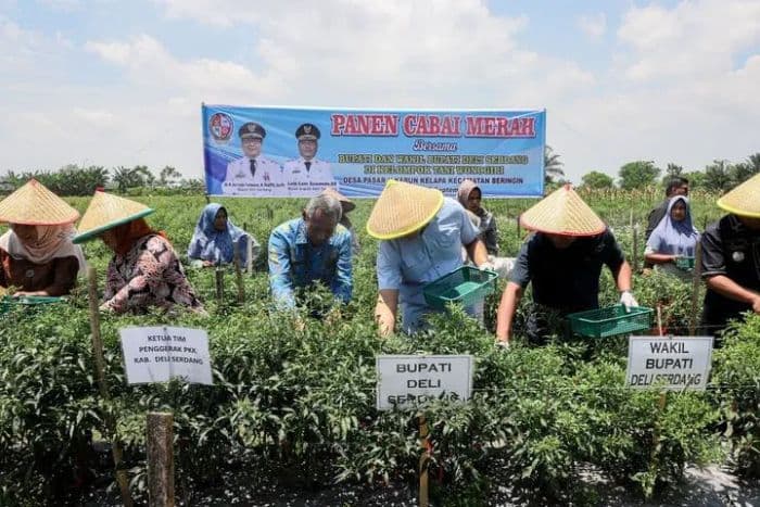 bupati_deli_serdang_panen_cabai_bersama_petani_di_kecamatan_beringin