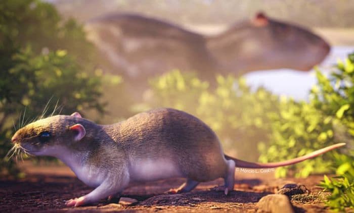 spesies_tikus_purbakala_baru_ditemukan_di_amazon_berusia_10_juta_tahun_