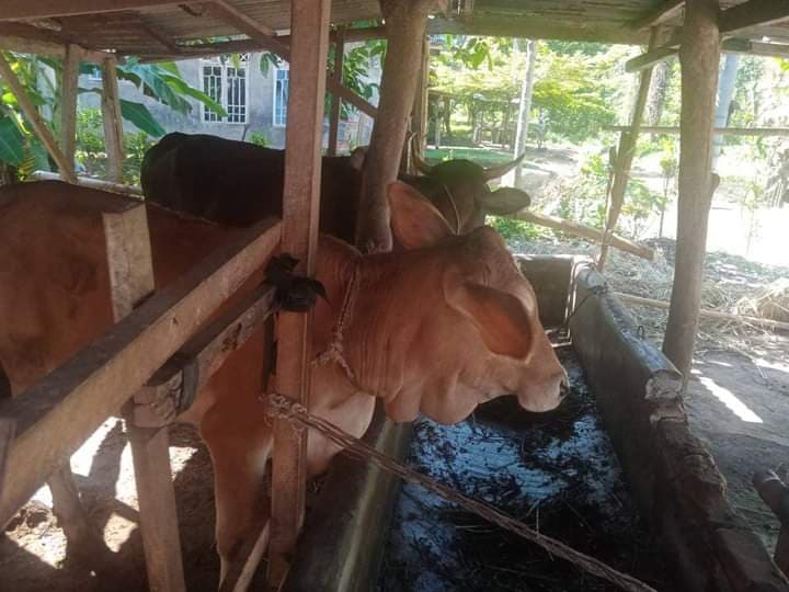 wabah_pmk_merebak_peternak_rugi_dan_sulit_pasarkan_sapi