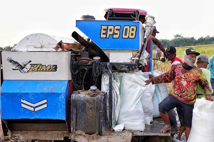 bulog_sumut_mampu_serap_gabah_3200_ton_sejak_awal_februari_2025
