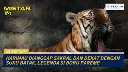 newsroom_harimau_dianggap_sakral_dan_dekat_dengan_suku_batak_legenda_si_boru_pareme