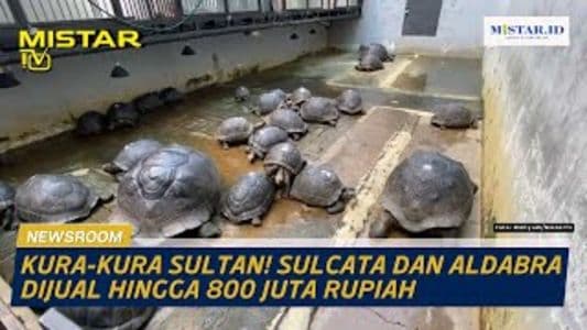 newsroom_kurakura_sultan_sulcata_dan_aldabra_dijual_hingga_800_juta_rupiah