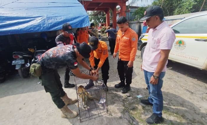 bpbd_binjai_serahkan_tiga_monyet_ekor_panjang_ke_bksda_sumut
