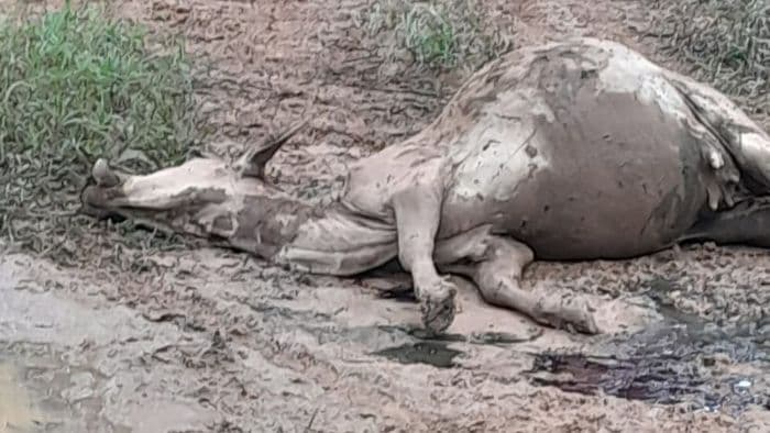 harimau_sumatera_kembali_memangsa_lembu_warga_di_sei_lepan_langkat