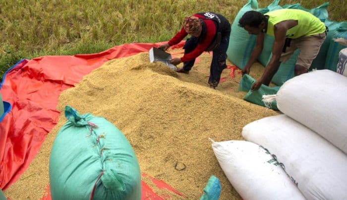 awasi_harga_jual_gabah_kementan_gandeng_tni_