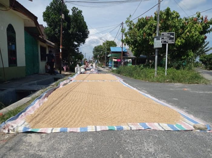 gabah_petani_di_hargai_murah_dishanpangtan_siantar_janji_rapat_dengan_bulog_