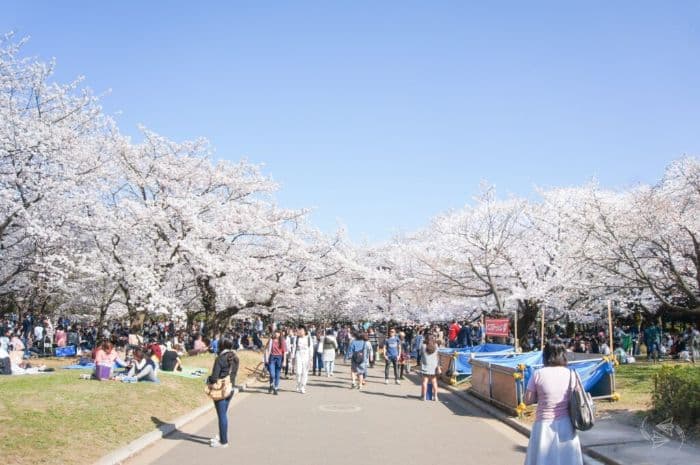 jepang_catat_rekor_378_juta_wisman_di_januari_2025
