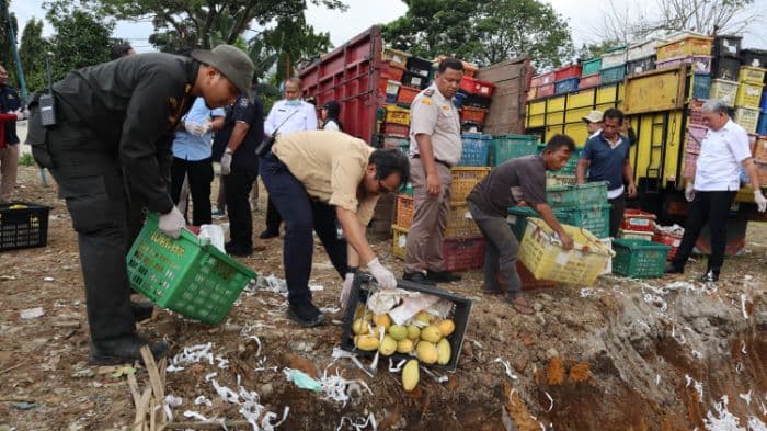 barantin_sumut_kubur_12_ton_mangga_ilegal_asal_thailand