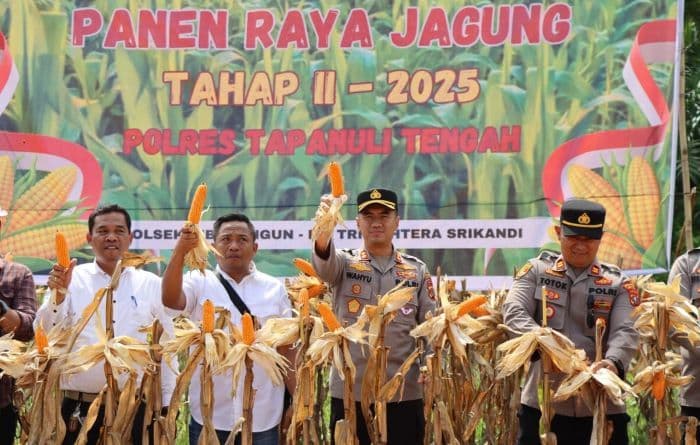 tiga_ton_jagung_hasil_panen_polres_tapteng_akan_diolah_jadi_pakan_ternak_