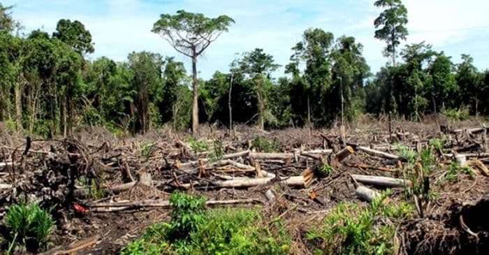 lkbh_sumatera_desak_pemeriksaan_kasus_perambahan_hutan_lindung_di_aek_raso