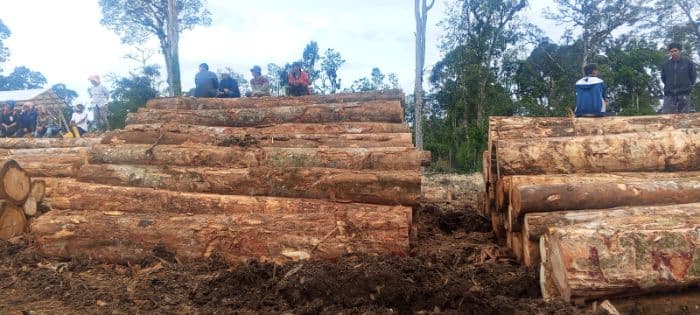 ratusan_warga_dairi_demo_pt_gruti_protes_penebangan_kayu_di_hutan_parbuluan