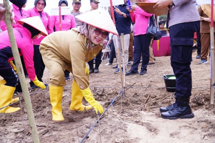 siap_dukung_program_presiden_prabowo_pemkab_labuhanbatu_tanam_jagung_