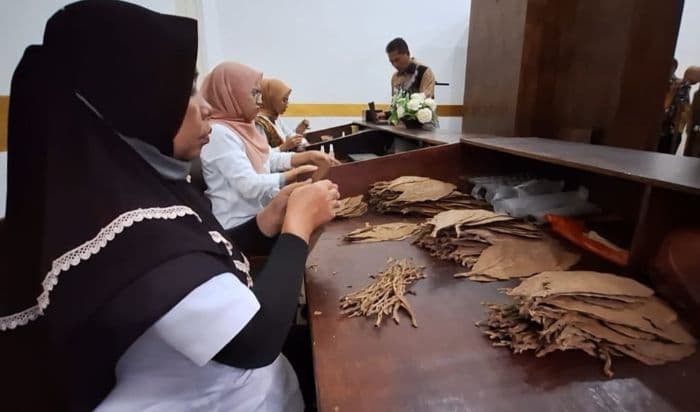 ptpn_i_regional_1_siapkan_20_hektare_lahan_tembakau_untuk_cerutu_lokal