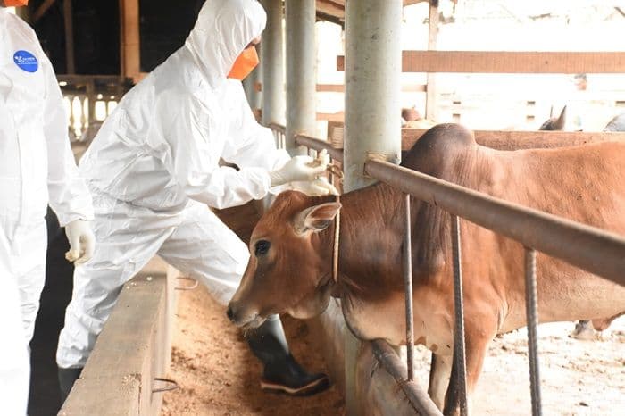 indonesia_bebas_pmk_2025_karantina_sumut_gencarkan_vaksinasi_sapi