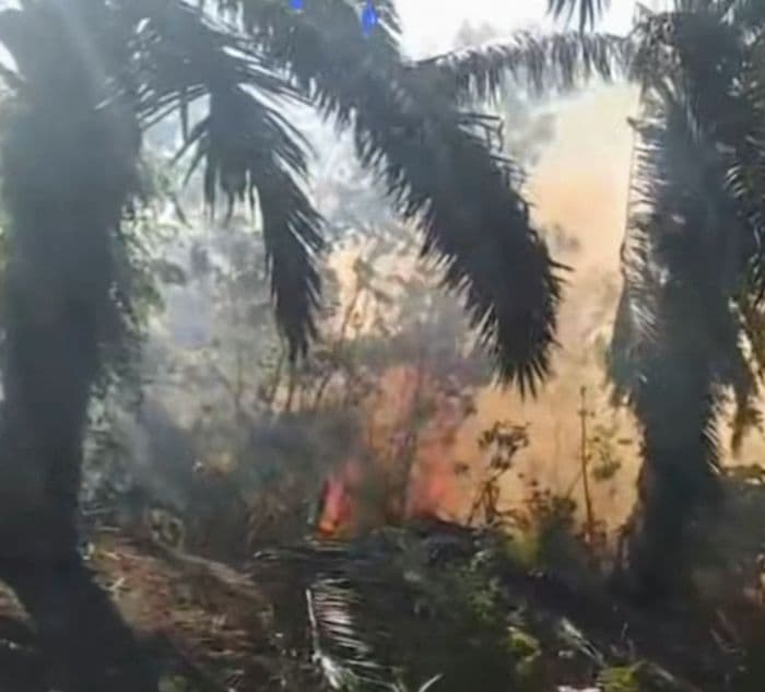 cuaca_ekstrem_lahan_perkebunan_kelapa_sawit_di_salapian_langkat_terbakar