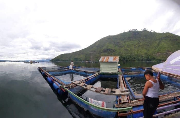 waspada_ikan_mati_massal_pelaku_kja_haranggaol_jaga_keramba_di_tengah_cuaca_ekstrem