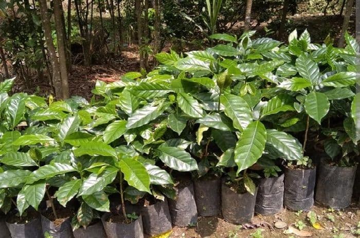 dana_rp660_juta_untuk_bibit_kopi_di_samosir_dipertanyakan_kadis_pertanian_bungkam