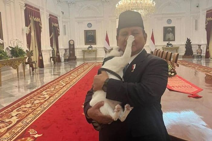 mengintip_kebiasan_bobby_kertanegara_sang_kucing_istana_setahun_belakangan