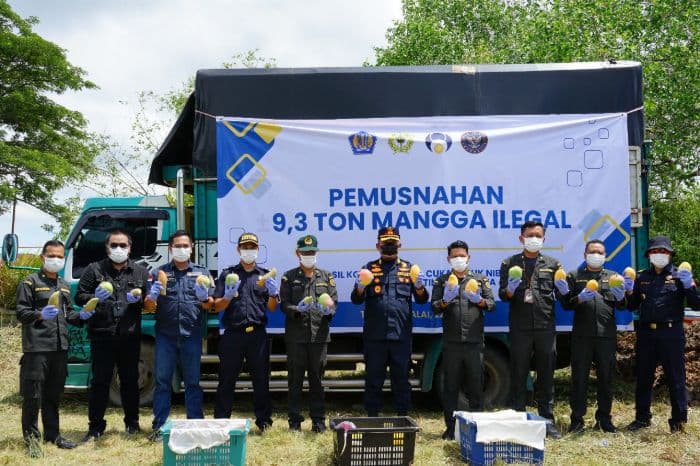 93_ton_mangga_ilegal_thailand_dimusnahkan_di_tanjungbalai