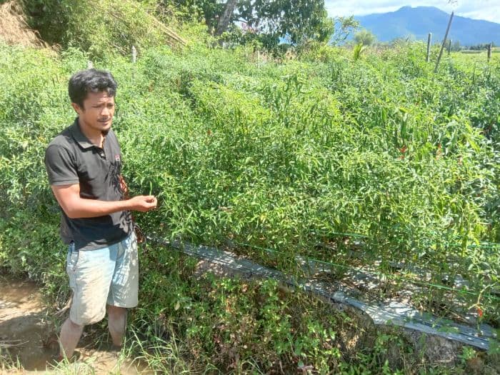 harga_cabai_merah_anjlok_di_toba_petani_merugi
