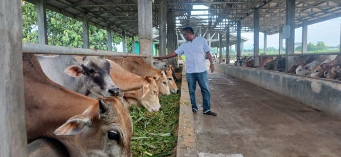 jelang_iduladha_2025_permintaan_hewan_kurban_di_binjai_terus_meningkat