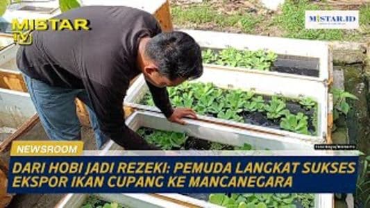 newsroom_dari_hobi_jadi_rezeki_pemuda_langkat_sukses_ekspor_ikan_cupang_ke_mancanegara