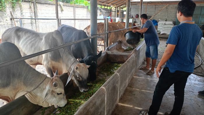 peternak_di_langkat_kesulitan_penuhi_kebutuhan_hewan_kurban
