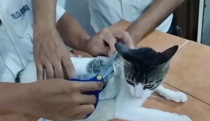 seekor_kucing_dijadikan_kurir_narkoba_di_kosta_rika
