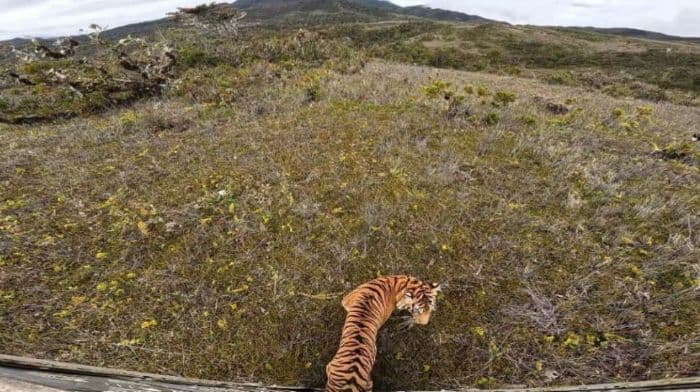 senja_harimau_sumatera_betina_dilepasliarkan_ke_tngl