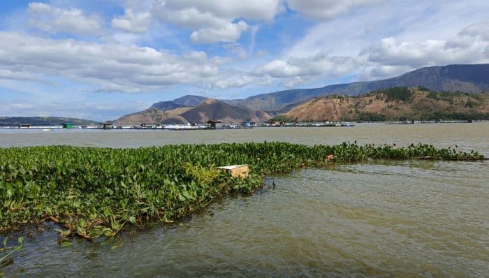air_danau_toba_keruh_ikan_mati_massal_dlh_ancaman_serius_bagi_ekosistem