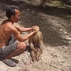 beruk_dipukul_demi_konten_di_labusel_avi_laporkan_pelaku