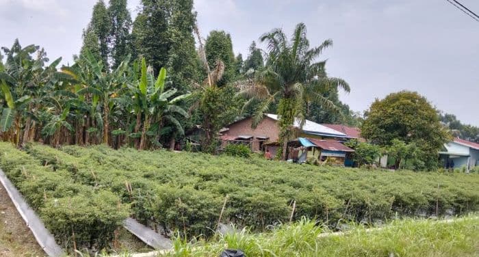 harga_cabai_merah_tembus_rp100_ribu_tak_semua_petani_deli_serdang_kebagian_untung