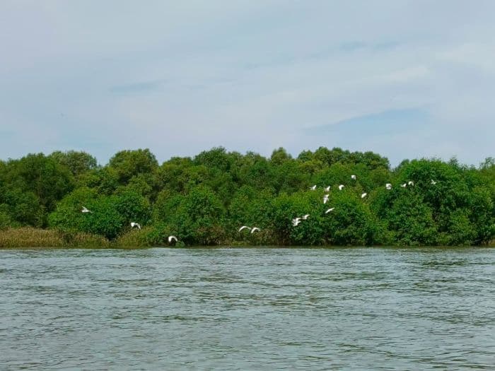 mengenal_pulau_burung_langkat_lokasi_bermigrasinya_burung_mancanegara_yang_belum_banyak_diketahui