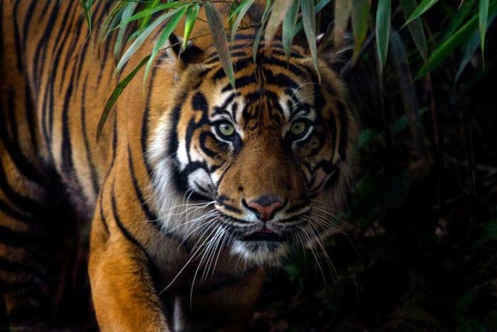 diserang_tiga_ekor_harimau_sumatera_begini_kondisi_butet_setelah_bertarung_tanpa_alat_bantu