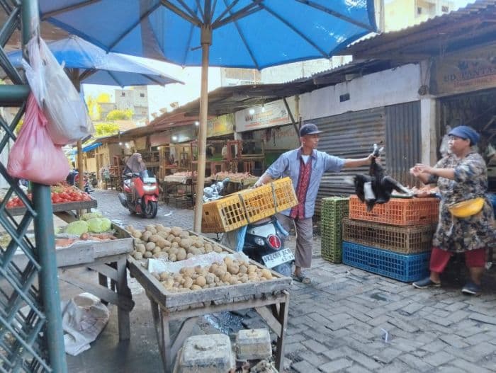 entok_jadi_alternatif_sumber_protein_murah_di_deli_serdang_gantikan_daging_sapi