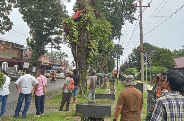 pemkab_simalungun_tebang_pohon_rawan_tumbang_di_jalan_asahan_untuk_antisipasi_musim_hujan