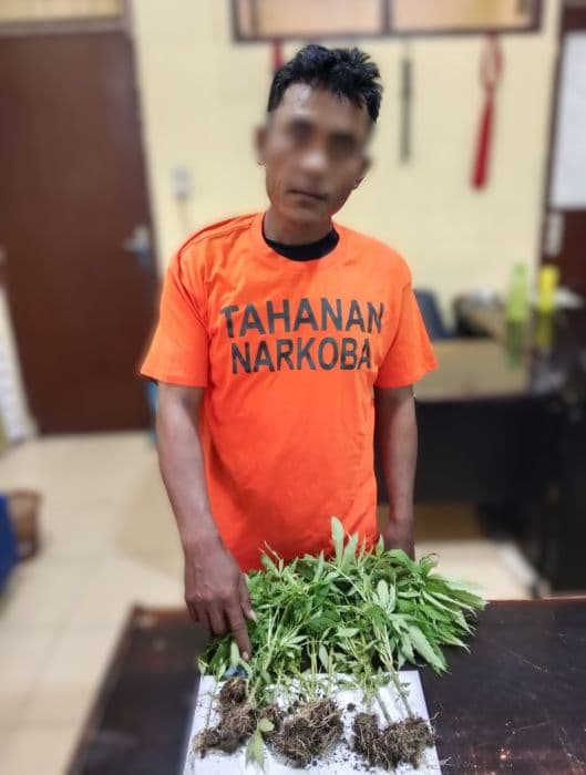 polres_samosir_tangkap_tersangka_kasus_narkotika_jenis_ganja_1_ditahan_4_direhabilitasi