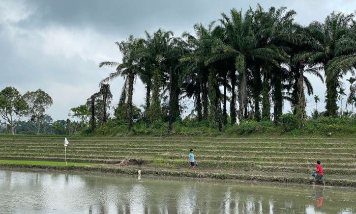 petani_di_simalungun_terima_pupuk_subsidi_setahun_sekaligus_mekanisme_baru