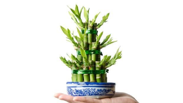 tanaman_hias_pembawa_rezeki_menurut_feng_shui