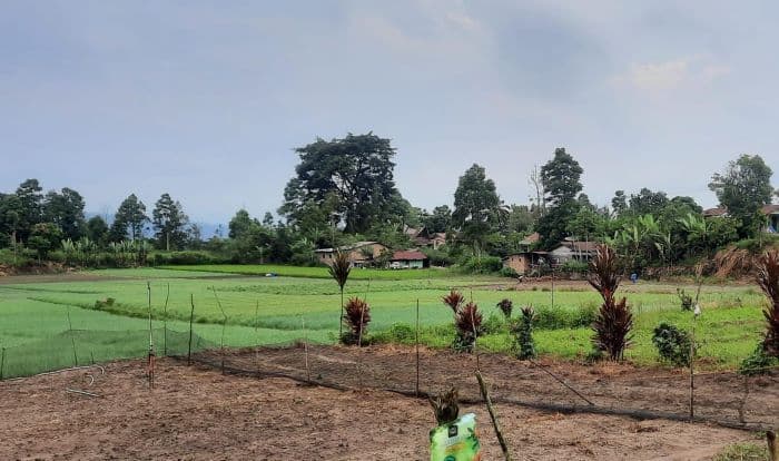 hingga_februari_2025_realisasi_pupuk_bersubsidi_di_simalungun_di_bawah_15_persen