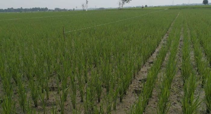irigasi_rusak_tak_kunjung_diperbaiki_gagal_panenkonflik_sosial_ancaman_nyata_petani_di_simalungun
