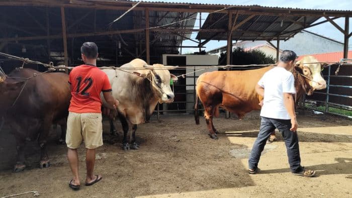 presiden_prabowo_beli_tiga_sapi_kurban_dari_peternak_binjai_segini_harganya