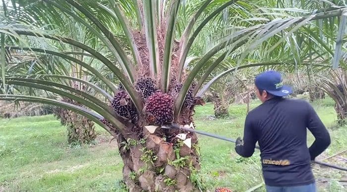 harga_tbs_sawit_turun_di_asahan_meski_cpo_naik_petani_minta_evaluasi_sistem_harga