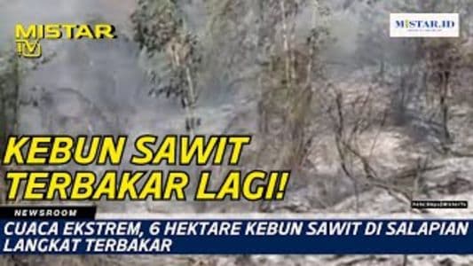 newsroom_cuaca_ekstrem_6_hektare_kebun_sawit_di_salapian_langkat_terbakar
