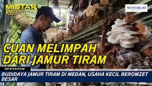 newsroom_budidaya_jamur_tiram_di_medan_usaha_kecil_beromzet_besar