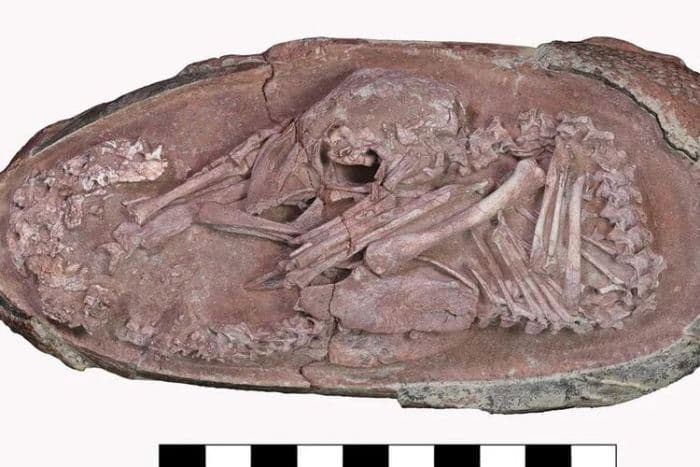 baby_yingliang_fosil_embrio_dinosaurus_paling_lengkap_bukti_evolusi_burung