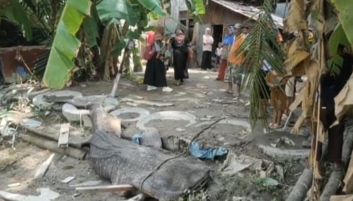warga_heboh_ikan_hiu_tutul_raksasa_terdampar_mati_di_perairan_asahan_