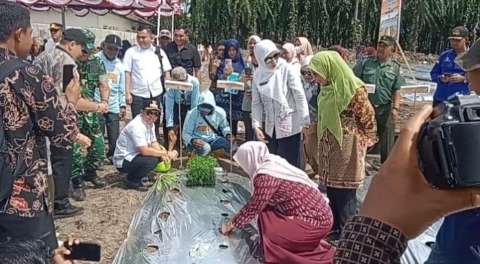 direktur_polbangtan_kementerian_pertanian_hadiri_penanaman_cabai_perdana_di_palas_