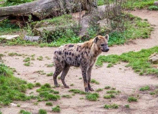 hyena_tutul_ditemukan_di_mesir_tenggara_pertama_kali_dalam_ribuan_tahun