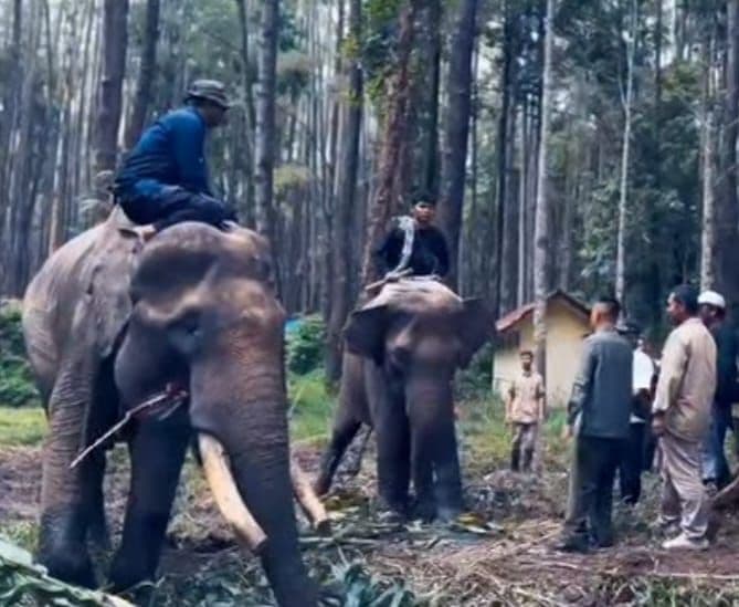 dua_ekor_gajah_sumatera_dari_barumun_direlokasi_ke_aek_nauli_simalungun